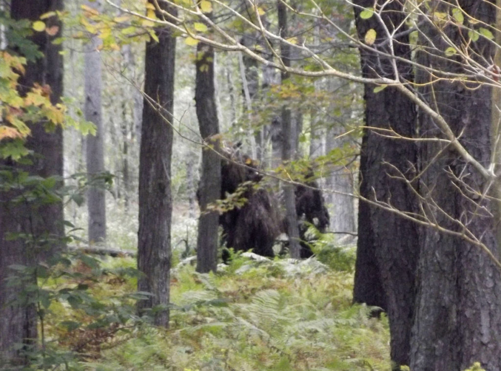 bigfoot-spotted-in-pennsylvania