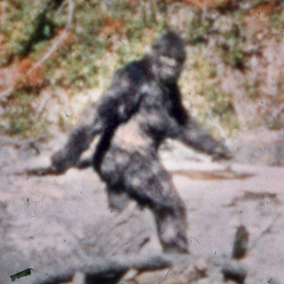 bigfoot sighting